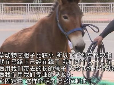 成人视频免费在线观看